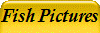 Fish Pictures
